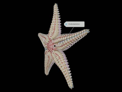 starfish ring canal function